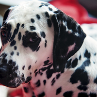 Buy canvas prints of Her Eyes. Portrait of Dalmatian Dog. Kokkie   by Jenny Rainbow