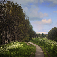 Buy canvas prints of  Spring Path Along the River. Netherlands  by Jenny Rainbow