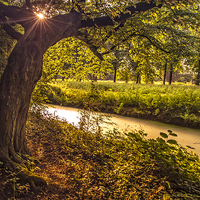 Buy canvas prints of Golden Hour in Rhoon by Jenny Rainbow