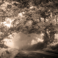 Buy canvas prints of  Black Dog on a Misty Road. Misty Roads of Scotlan by Jenny Rainbow