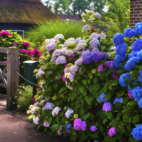 Buy canvas prints of  Colorful Hydrangea at the Gate  by Jenny Rainbow