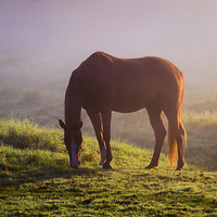 Buy canvas prints of  Horse on the Foggy Field   by Jenny Rainbow