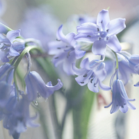 Buy canvas prints of  Ethereal BlueBells  by Jenny Rainbow