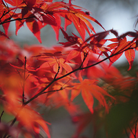 Buy canvas prints of  Tree in Passion. Japanese Maple  by Jenny Rainbow