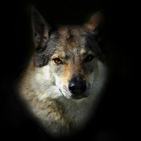 Buy canvas prints of  Wolfy. Amber Eyes   by Jenny Rainbow