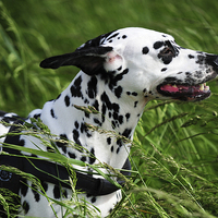 Buy canvas prints of  Enjoying the Wind. Kokkie. Dalmatian Dog  by Jenny Rainbow