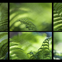 Buy canvas prints of  Green World. Polyptich for Interiors  by Jenny Rainbow