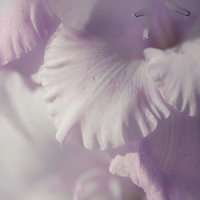 Buy canvas prints of  Pastel Gladiolus  by Jenny Rainbow