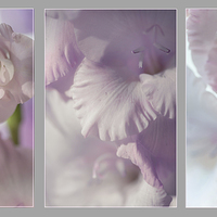 Buy canvas prints of  Pastel Gladiolus Triptych  by Jenny Rainbow
