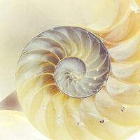 Buy canvas prints of  SeaShell. Light Version  by Jenny Rainbow