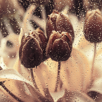 Buy canvas prints of  Rainy Tulips. Playing with Colors by Jenny Rainbow