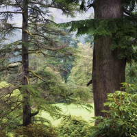 Buy canvas prints of  Autumnal Trees in Benmore Botanical Garden   by Jenny Rainbow