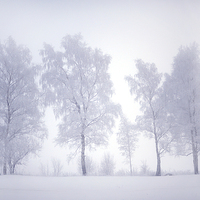 Buy canvas prints of  Ghostly Trees in the Winter Mist by Jenny Rainbow
