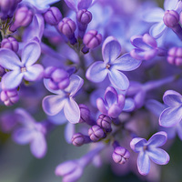 Buy canvas prints of  Lilac Dream  by Jenny Rainbow