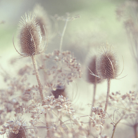 Buy canvas prints of  Icy Morning. Wild Grass  by Jenny Rainbow