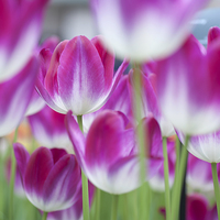 Buy canvas prints of  Spring Celebration. Tulips of Keukenhof  by Jenny Rainbow