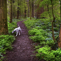 Buy canvas prints of  Dalmatian In the Spring Woods  by Jenny Rainbow