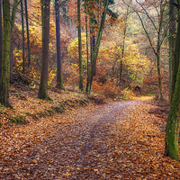 Buy canvas prints of Path Through the Colorful  Autumn by Jenny Rainbow