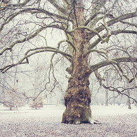 Buy canvas prints of  Platan Tree in Early Winter by Jenny Rainbow