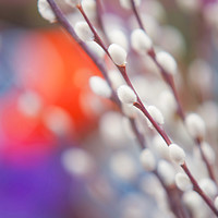 Buy canvas prints of Easter Willow Branch of White Furry Catkins by Jenny Rainbow