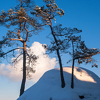 Buy canvas prints of Pine trees on the top of the snowy rock by Jenny Rainbow