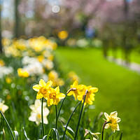 Buy canvas prints of Spring Daffodils in Keukenhof garden in Netherland by Jenny Rainbow