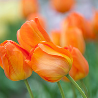 Buy canvas prints of Dutch orange tulips close up by Jenny Rainbow