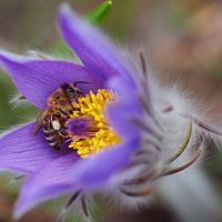 Buy canvas prints of Busy Busy Bee on Pasqueflower by Jenny Rainbow