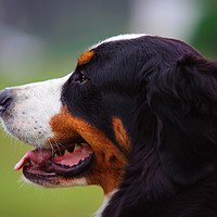 Buy canvas prints of Bernese Mountain Dog profile by Jenny Rainbow