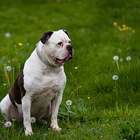 Buy canvas prints of American bulldog on green spring meadow by Jenny Rainbow
