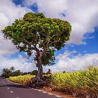 Buy canvas prints of Road in Mauritius  by Jenny Rainbow