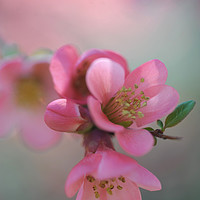 Buy canvas prints of Japanese Flowering Quince                          by Jenny Rainbow