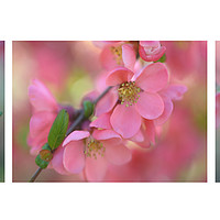 Buy canvas prints of The Tender Spring Blooms. Triptych by Jenny Rainbow