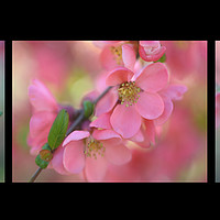 Buy canvas prints of The Tender Spring Blooms. Triptych on Black by Jenny Rainbow
