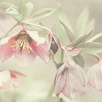 Buy canvas prints of Spring Pastels                                     by Jenny Rainbow