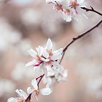 Buy canvas prints of Spring Cherry Delight                              by Jenny Rainbow