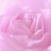 Buy canvas prints of  Glowing Pink Rose                          by Jenny Rainbow