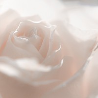 Buy canvas prints of Glowing White Rose                               by Jenny Rainbow