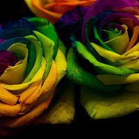 Buy canvas prints of Rainbow RoseS by Jenny Rainbow