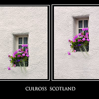 Buy canvas prints of Two Windows with Geranium. Culross. Scotland by Jenny Rainbow