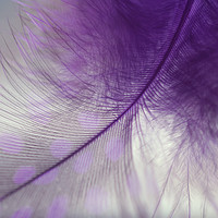 Buy canvas prints of Light Purple Dream                                 by Jenny Rainbow