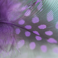 Buy canvas prints of Purple Dream by Jenny Rainbow