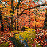 Buy canvas prints of Mystery of Autumn by Jenny Rainbow