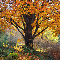 Buy canvas prints of Autumn Glory of Beech Tree by Jenny Rainbow