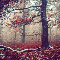 Buy canvas prints of First Snow in Fall Woods by Jenny Rainbow