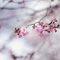 Buy canvas prints of Branch of blooming sakura by Jenny Rainbow