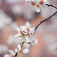 Buy canvas prints of Branch of blooming plum tree by Jenny Rainbow