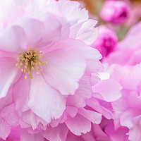 Buy canvas prints of Close up of Kwanzan Cherry flowers by Jenny Rainbow