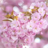 Buy canvas prints of Kwanzan Cherry tree blooming branch by Jenny Rainbow
