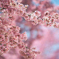 Buy canvas prints of Blooming branches of pink Kwanzan Cherry tree by Jenny Rainbow